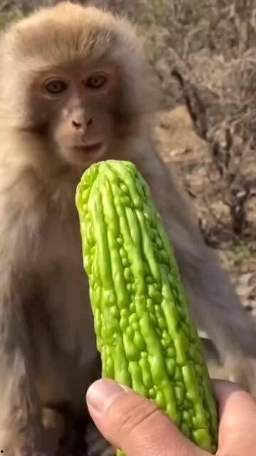猴子吃瓜图片,捕捉灵猴欢乐吃瓜瞬间