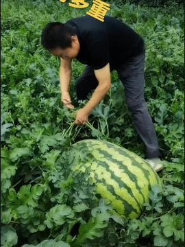抖音西瓜吃瓜,揭秘网红美食背后的故事