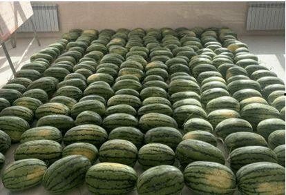 嵊州吃瓜新闻,揭秘当地奇特风俗背后的故事