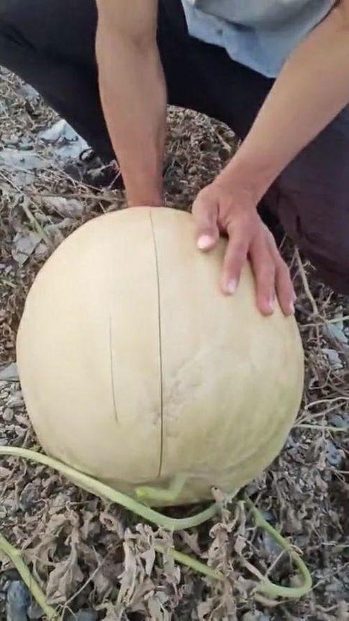 自己掰开吃瓜,我的独特吃瓜体验