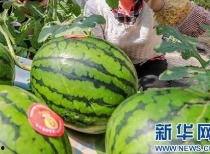 山东济南最新吃瓜消息,揭秘网红美食背后的故事