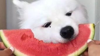 萨摩耶吃瓜看戏,萌宠视角下的欢乐时光