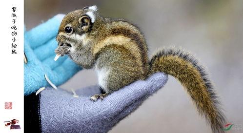 松鼠吃瓜的寓意