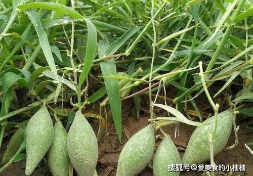 羊角瓜一次可以吃几个,一次品尝羊角瓜的适量指南