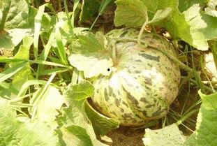 留着吃的面瓜叫什么瓜