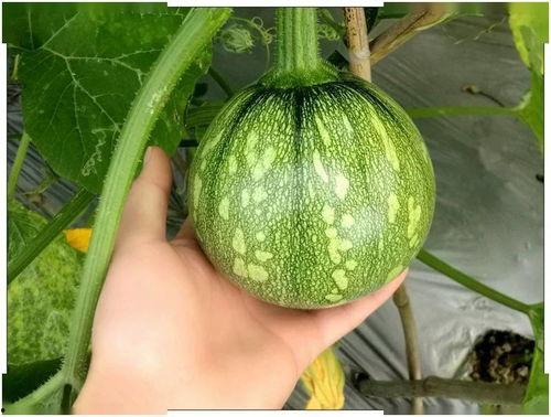 小袁吃瓜,揭秘娱乐圈那些不为人知的幕后故事