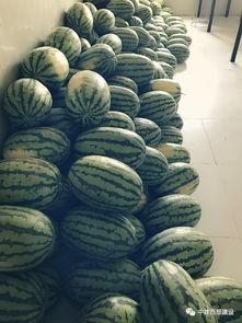 东部西部吃瓜视频