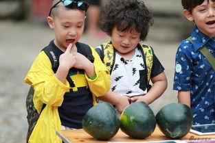 吃瓜娃看热闹,揭秘娱乐圈幕后故事